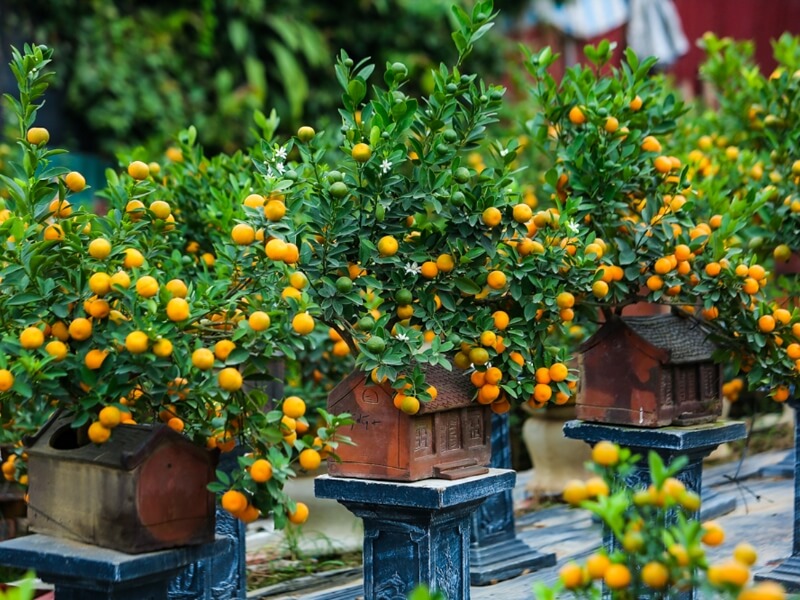 Cây quất cảnh