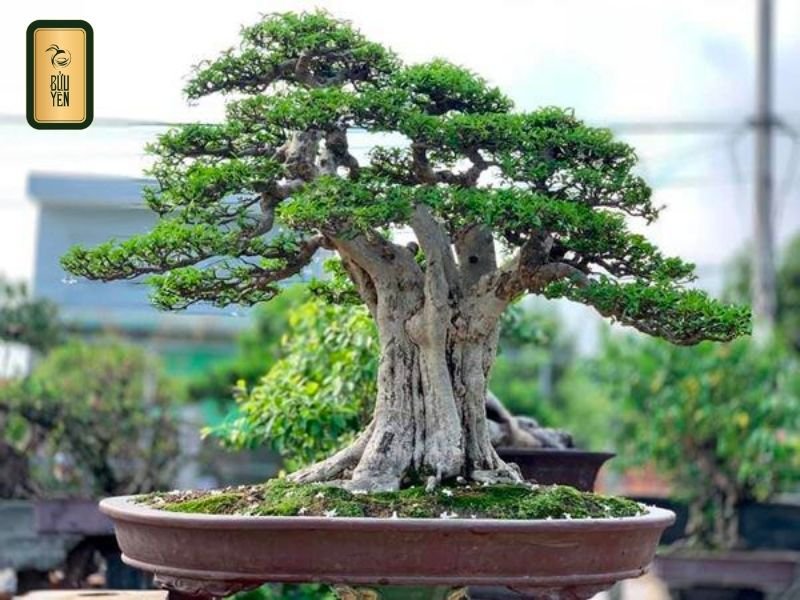 Quà tặng tết cho sếp cây tài lộc, cây bonsai, mai, đào,.