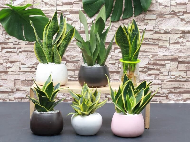 Chậu cây cảnh