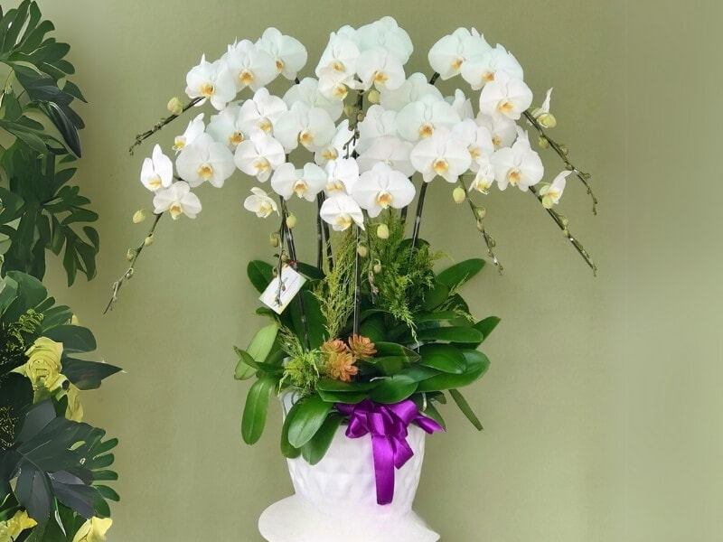 Lan hồ điệp làm quà Tết