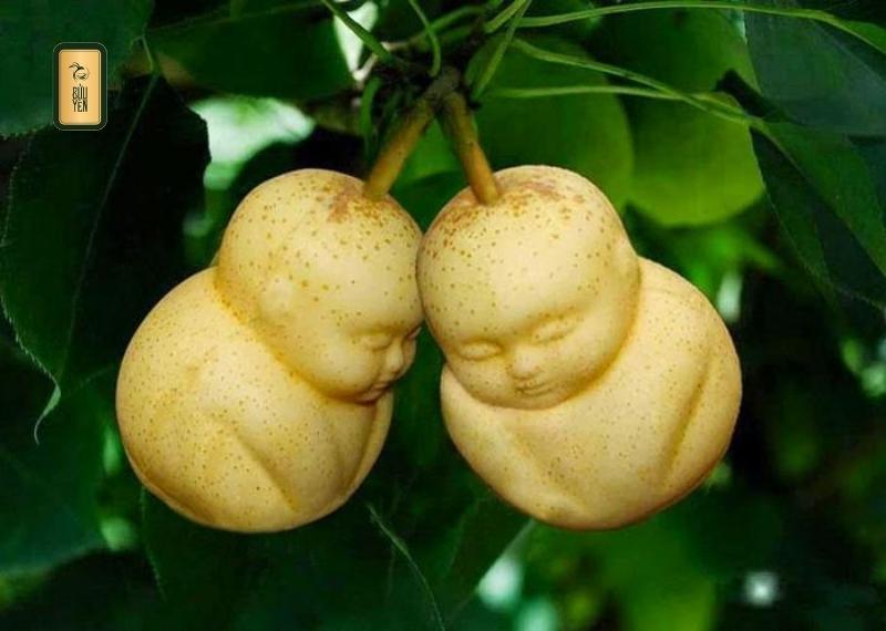 Tặng các loại trái cây độc lạ