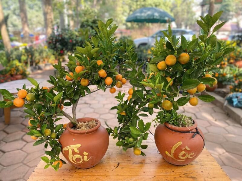 Cây cảnh chưng Tết
