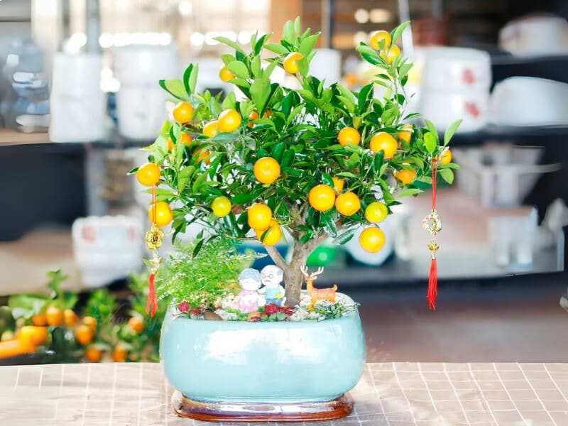 chậu quất chưng Tết