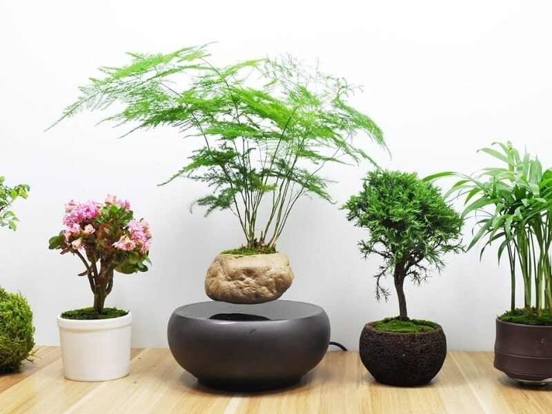 Chậu cây để bàn tặng Tết cho đồng nghiệp