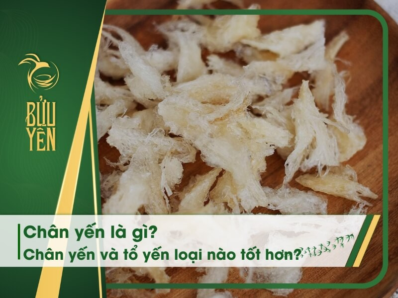 Chân yến là gì? Giá trị dinh dưỡng, công dụng và giá bán