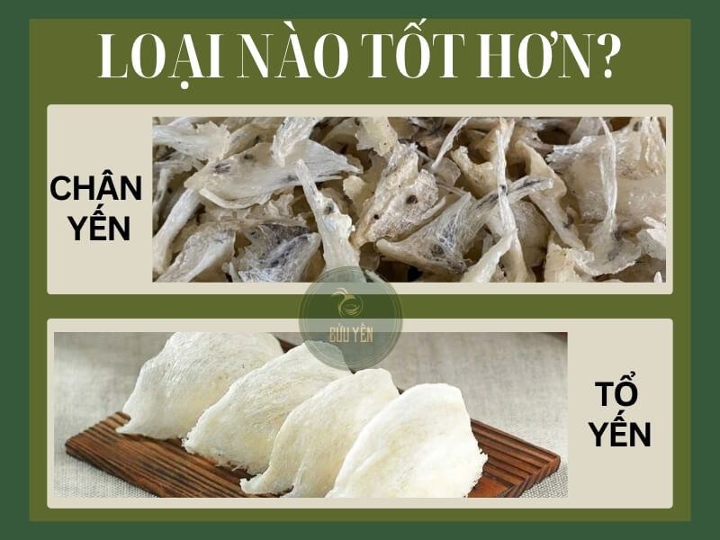 so sánh chân yến và tổ yến