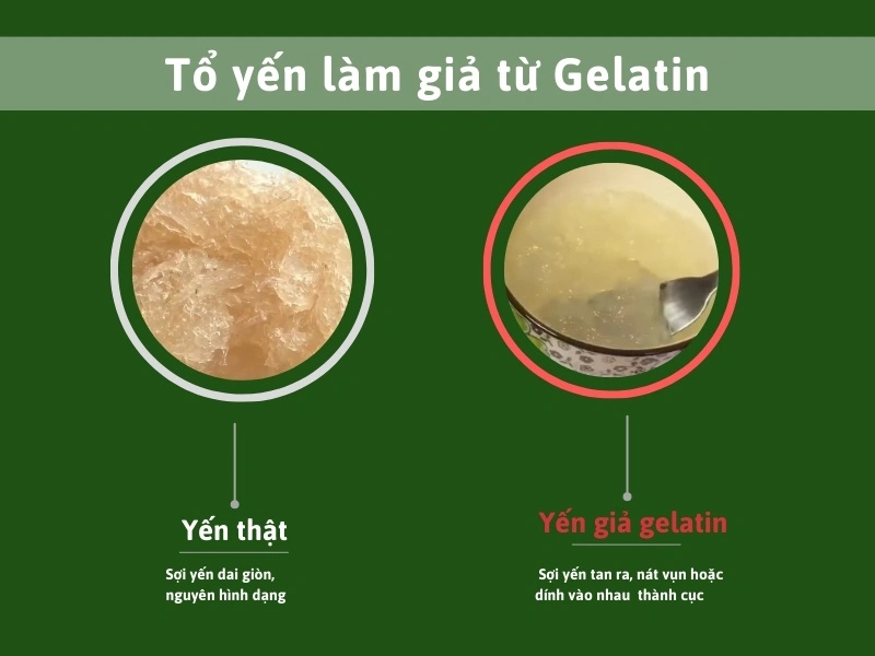 phan-biet-yen-that-gia-gelatin