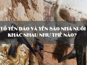 Tổ yến đảo và yến sào nhà nuôi khác nhau như thế nào? Loại nào tốt hơn?