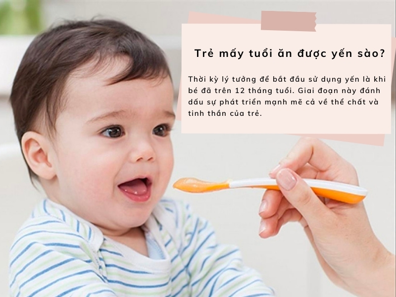 Mấy tuổi ăn được yến sào? Lưu ý khi sử dụng yến cho bé