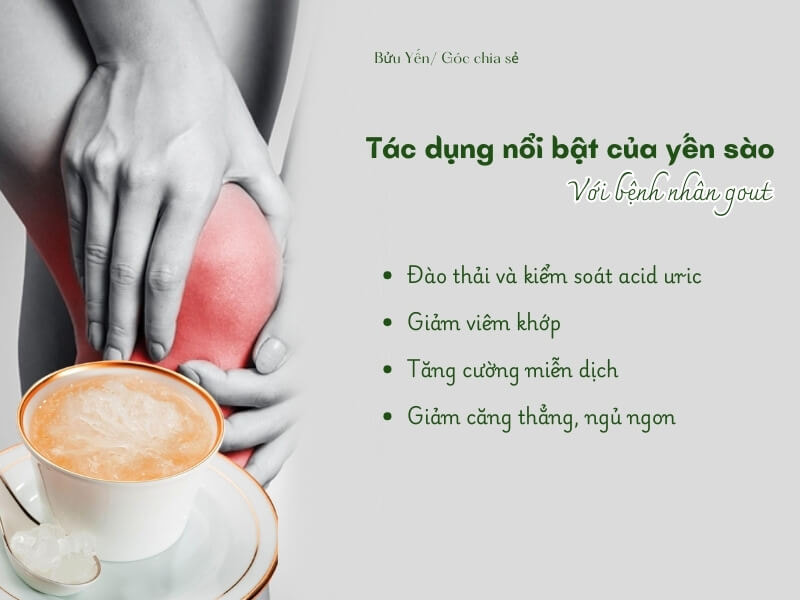 lợi ích sức khỏe của yến sào đối với người bệnh gout