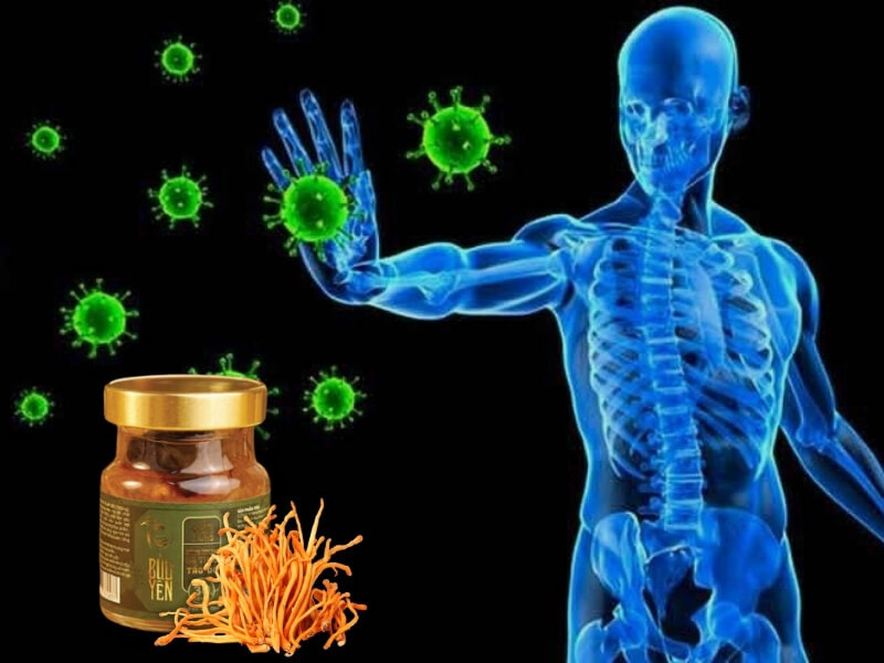 Yến sào đông trùng hạ thảo có tác dụng nâng cao hệ miễn dịch tự nhiên