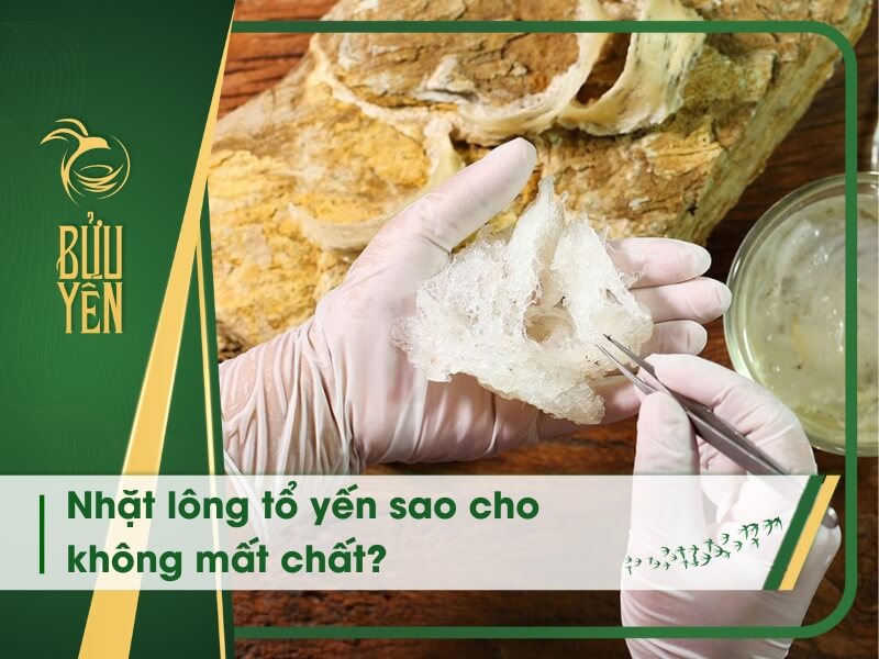 2 Cách nhặt lông tổ yến không mất chất, giữ trọn dinh dưỡng