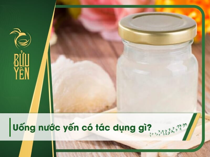 Uống nước yến có tác dụng gì? Những điều bạn cần biết