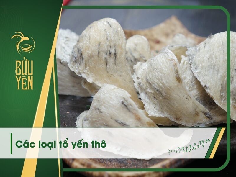 Tổ Yến Thô Loại Đặc Biệt – Nguyên Chất Tự Nhiên