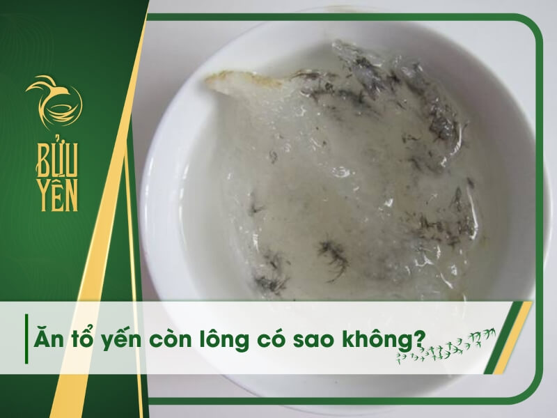 Ăn tổ yến còn lông có sao không? Giải pháp khi ăn tổ yến có lông