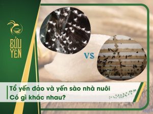 Tổ yến đảo và yến sào nhà nuôi có gì khác nhau? Loại nào tốt hơn?