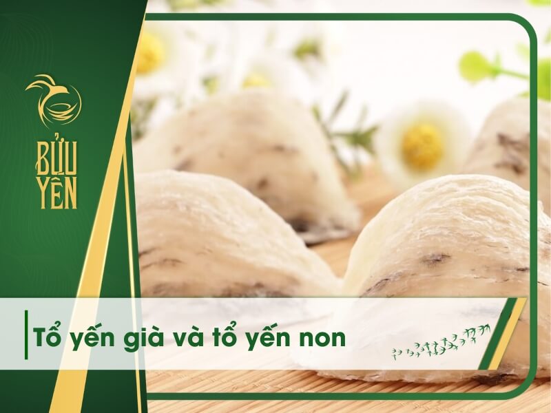 Tổ yến già và tổ yến non: Phân biệt, lưu ý khi lựa chọn
