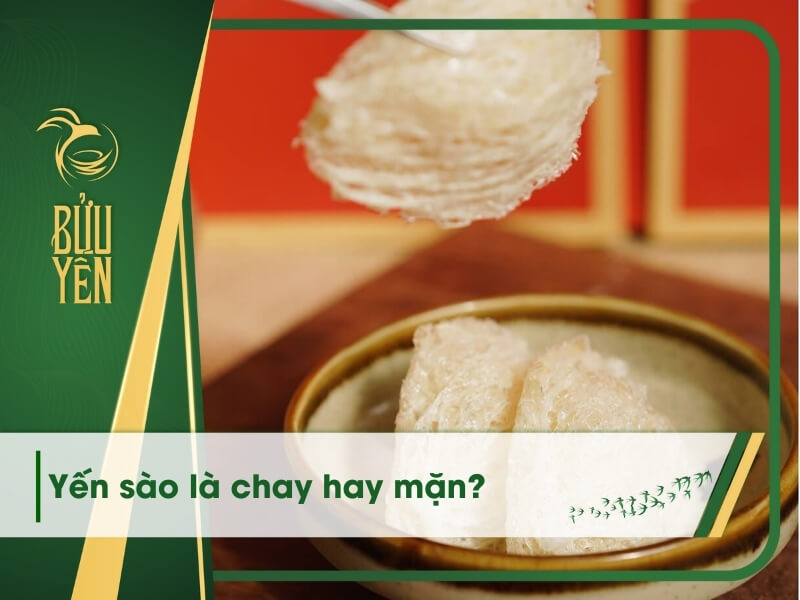 Yến sào là chay hay mặn