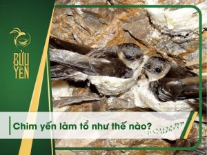 Chim yến làm tổ như thế nào? Khám phá quy trình yến xây tổ