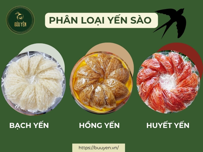 phân loại yến sào