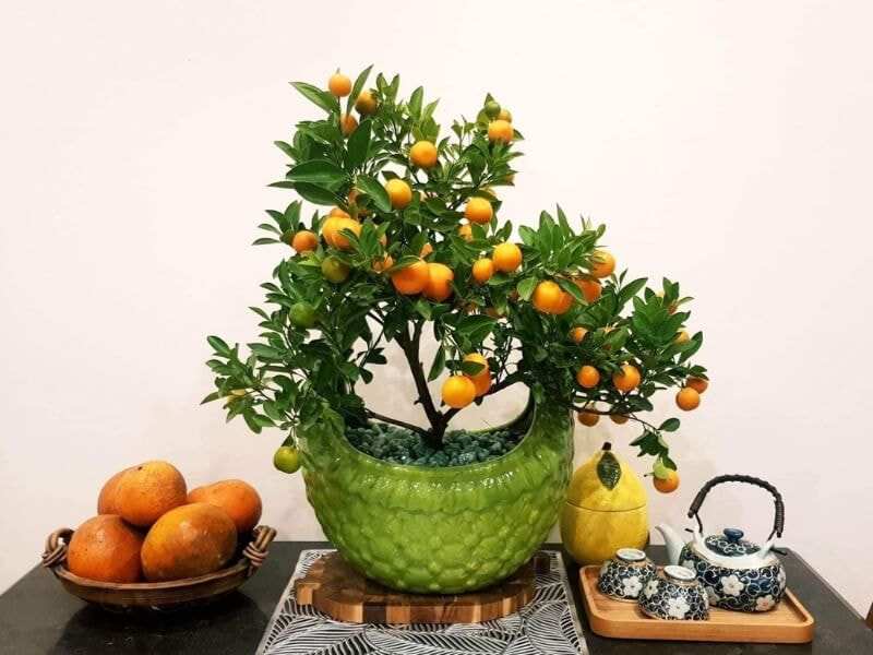 Chậu quất cảnh Tết